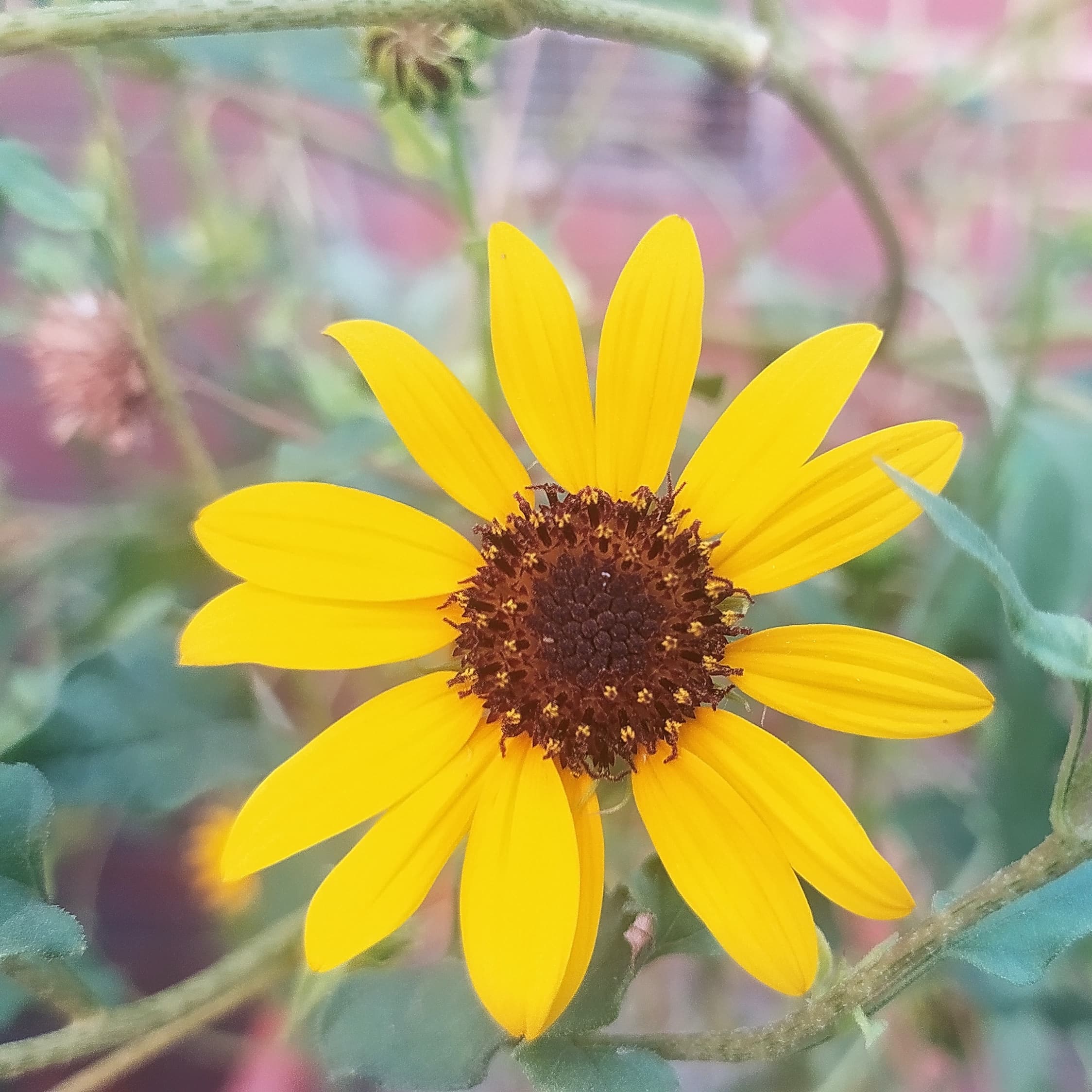 Original sunflower photo