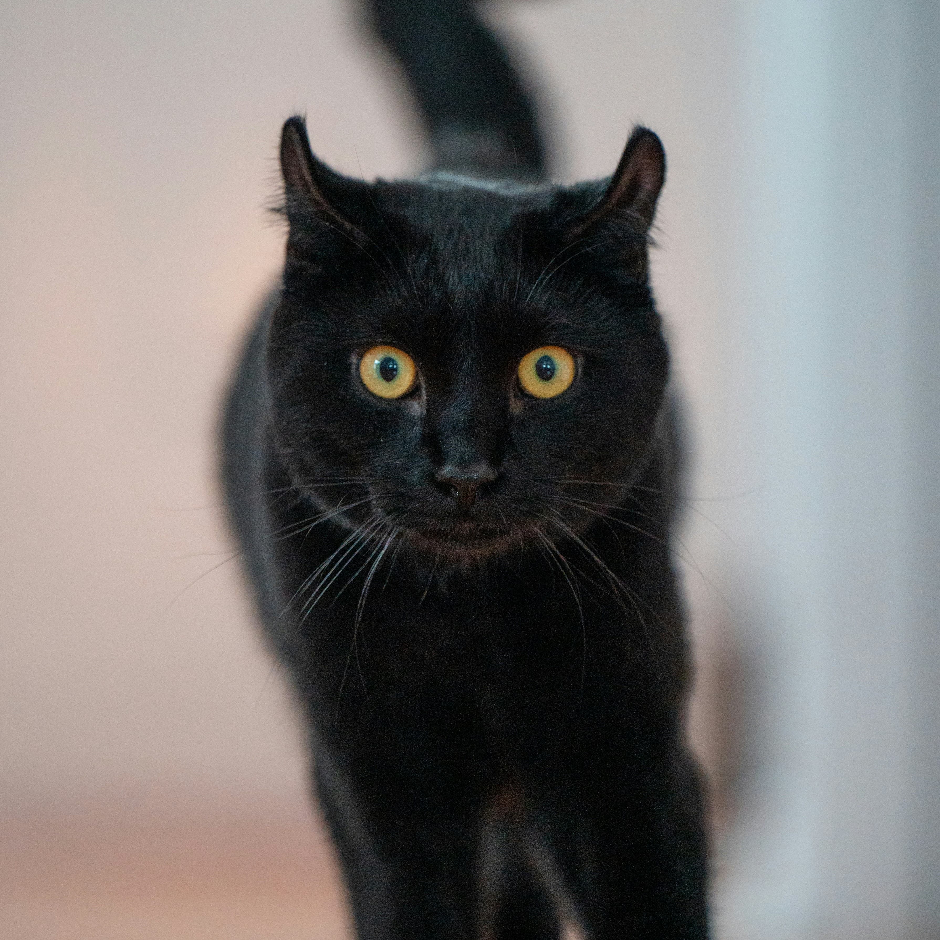 Original photograph of a black cat with amber eyes